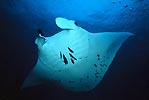 Gracious Manta Ray