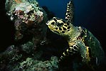 Hawksbill Turtle feeding on the reef.