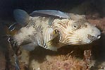 A Reticulated Toadfish, Coral Bay, Western Australia