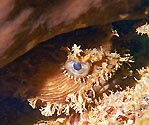 This frogfish looks a little cranky, Coral Bay, Western Australia