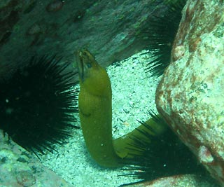 Moray Eel and Urchins