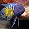 Eastern Blue Devil