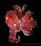 Juvenile Cuttlefish