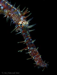 Harlequin Ghost Pipefish