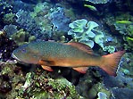Coral Trout on Ningaloo