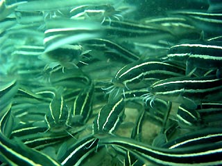 Juvenile Striped Catfish