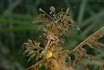 Leafy Seadragon