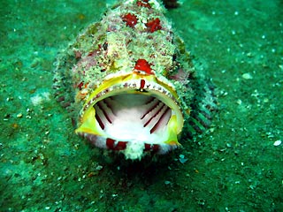 Scorpionfish