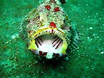 Scorpionfish