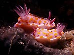 Nudibranch pair