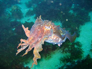Curious Cuttlefish