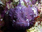 A Scorpionfish covered in a purple sponge, Kadavu, Fiji