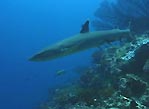 White-tip Reef Shark, Fiji