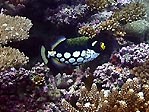 Clown Triggerfish, Kadavu, Fiji
