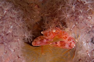 Soft coral Crab