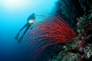 Wakatobi Whip corals