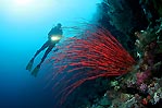 Wakatobi Whip corals