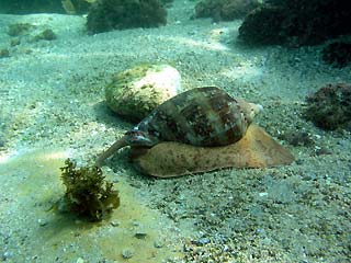 Sea Snail at Shelly Beach