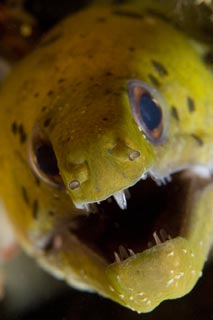 Moray Eel