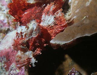 Bearded Scorpionfish