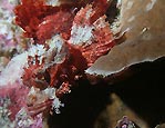 Bearded Scorpionfish