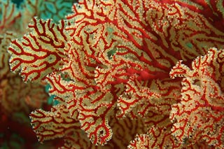 Gorgonian Fan