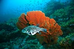 Pufferfish in Burma