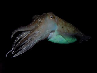 Cuttlefish