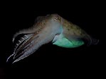 Cuttlefish