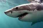 Great White Shark