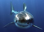 Great White Shark, Australia