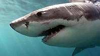 Great White Sharks - The Truth
