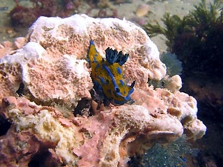 Travelling Nudibranch