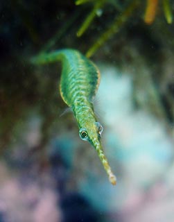 Green Pipefish