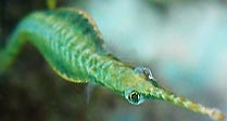 Green Pipefish