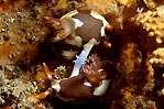Mating Nudibranchs