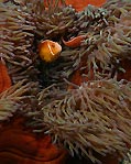 Vanuatu Anemonefish