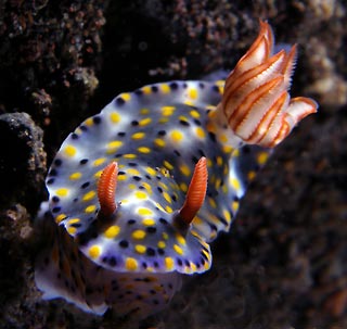 Hypselodoris infucata