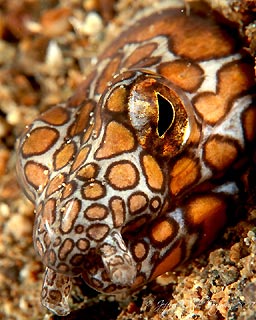 Napoleon Snake Eel