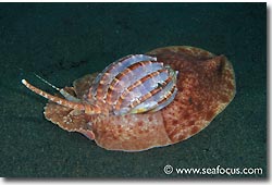 Crawling across the mud; a beautiful snail, Bali