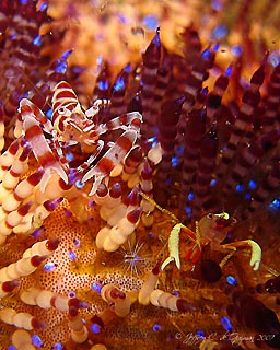 Coleman Shrimp and Friend on Fire Urchin