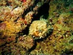 Northern Frogfish