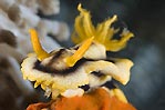 Nudibranch