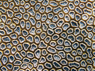 Coral up close