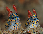 Hypselodoris infucata