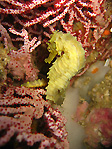 Shy Seahorse