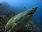 Grey Nurse Shark, Carcharias taurus