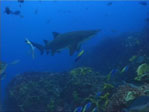 Grey Nurse Shark, Carcharias taurus