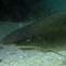 Grey Nurse Shark - 300 left and counting