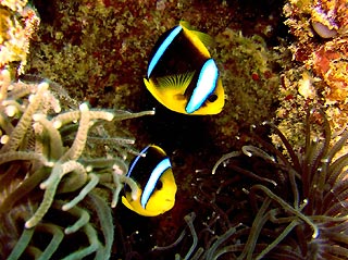 Beqa Anemonefish